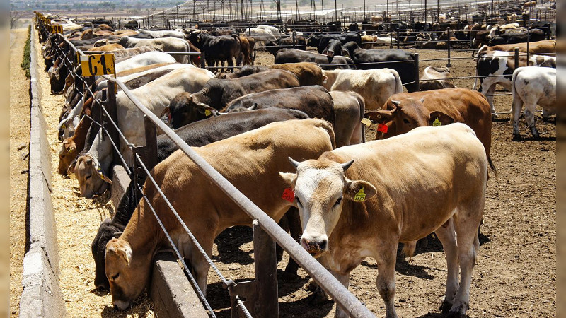 Morelos: Mueren 17 cabezas de ganado por altas temperaturas 