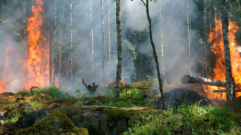 Hay 175 incendios forestales activos en México: Conafor 