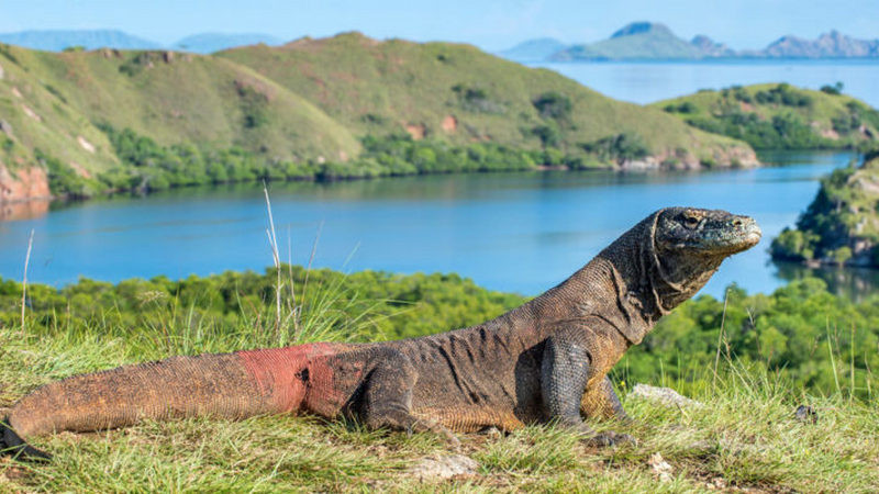 Por comercio ilegal de fauna salvaje, ONU alerta riesgo de nuevas enfermedades 