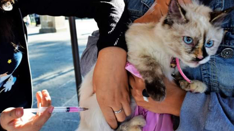  Mantiene vacunación antirrábica gratuita en Morelia