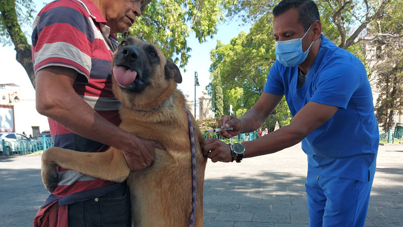  Mantiene vacunación antirrábica gratuita en Morelia