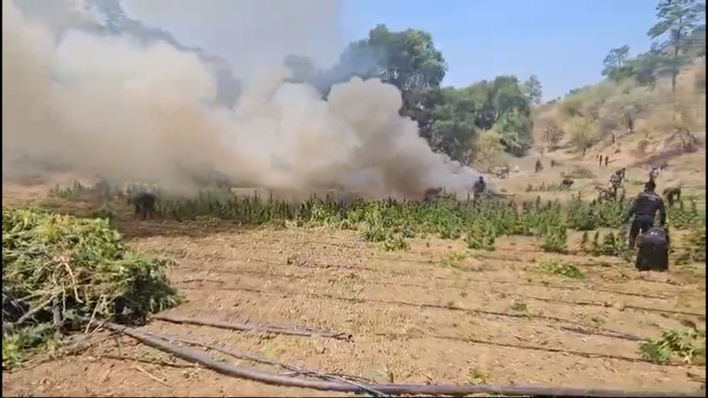 Incautan plantíos de droga en La Huacana, Michoacán 
