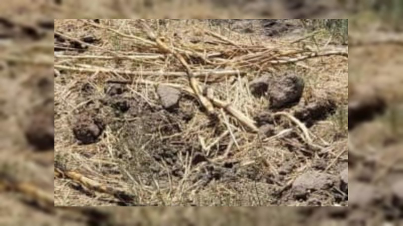Hallan los cuerpos de dos muejeres en fosas clandestinas en José Sixto Verduzco, Michoacán