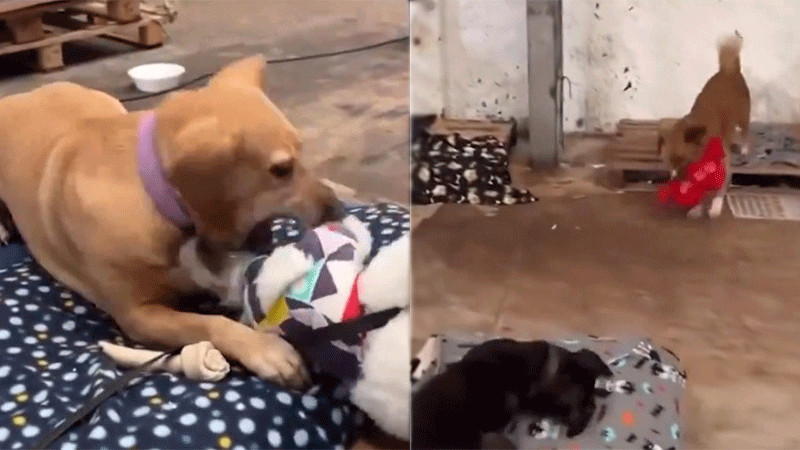 Perritos rescatados en inundaciones de Brasil reciben peluches de regalo