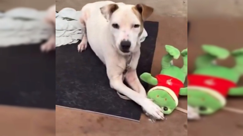 Perritos rescatados en inundaciones de Brasil reciben peluches de regalo