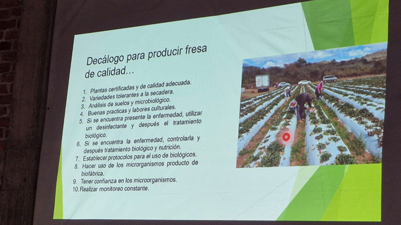 Presentan caso de éxito de control de enfermedad que afecta a la fresa en Zamora, Michoacán