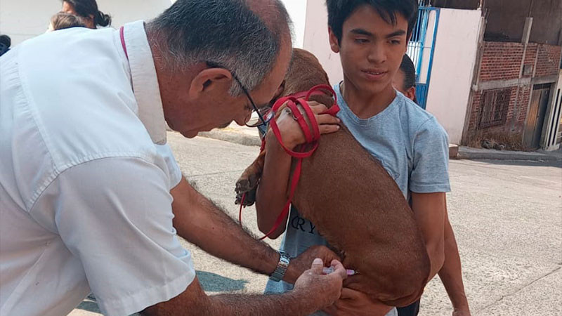 Continúa la vacunación antirrábica canina y felina en Uruapan 