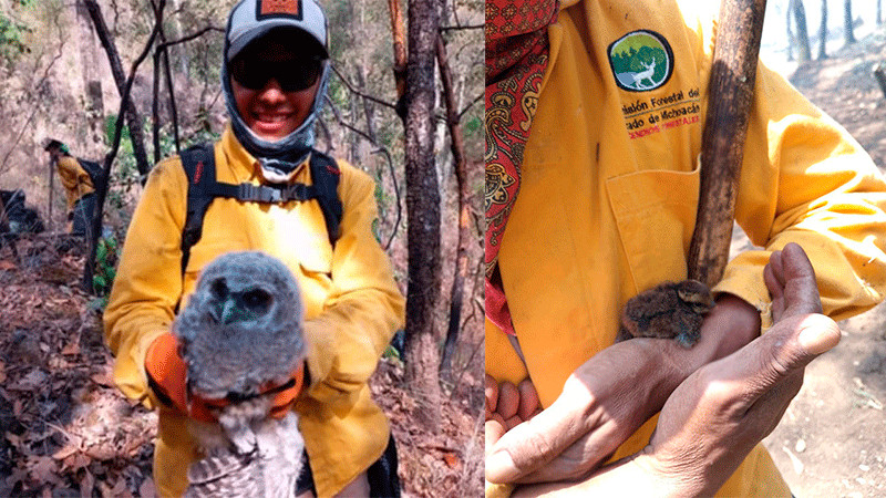 Brigadistas rescatan un búho cornudo y una gallinita de monte en incendios forestales 