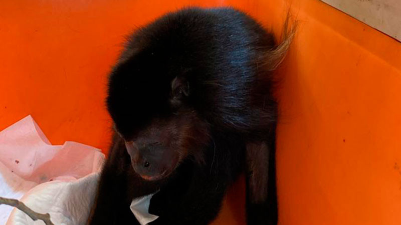 Zoológicos de la AZCARM acusan falta de atención de la Semarnat en las muertes de primates en Tabasco y Chiapas  