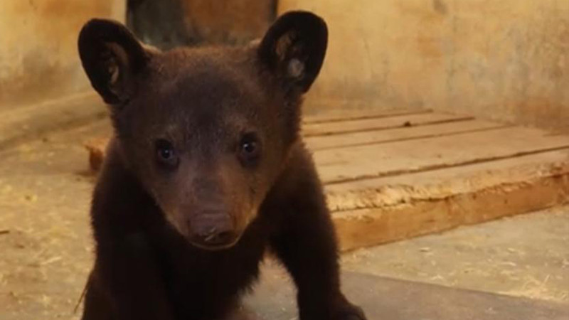 Nace tierna cría de oso negro en el Zoológico de Morelia