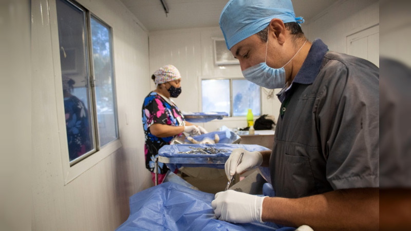 Llaman a la población a esterilizar a sus mascotas 
