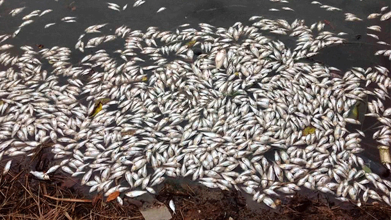 Por altas temperaturas, mueren cientos de peces en Tabasco