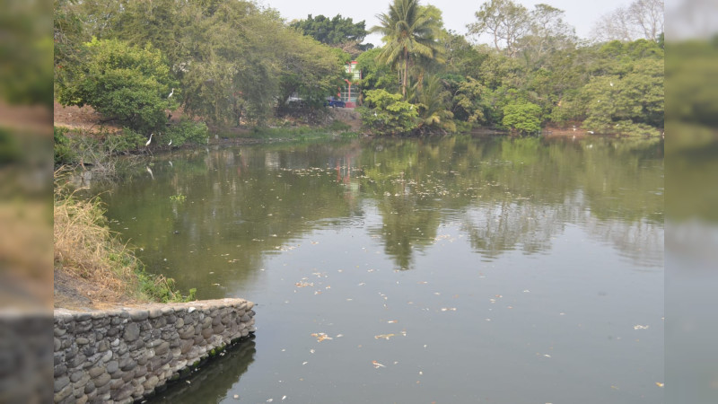 Por altas temperaturas, mueren cientos de peces en Tabasco