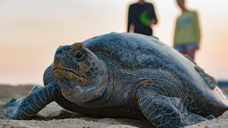 Día Internacional de la Tortuga: estas son las 3 especies que llegan a Michoacán