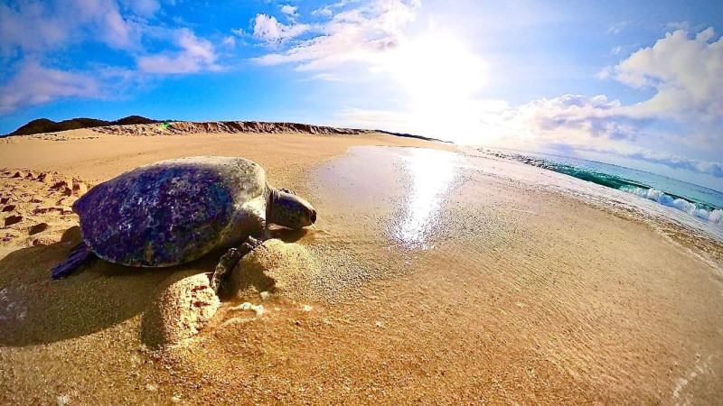 Día Internacional de la Tortuga: estas son las 3 especies que llegan a Michoacán