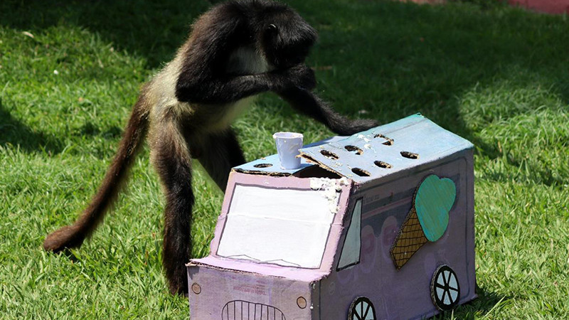 Zoo de Morelia refresca a monos araña con helados por onda de calor