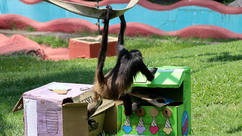 Zoo de Morelia refresca a monos araña con helados por onda de calor