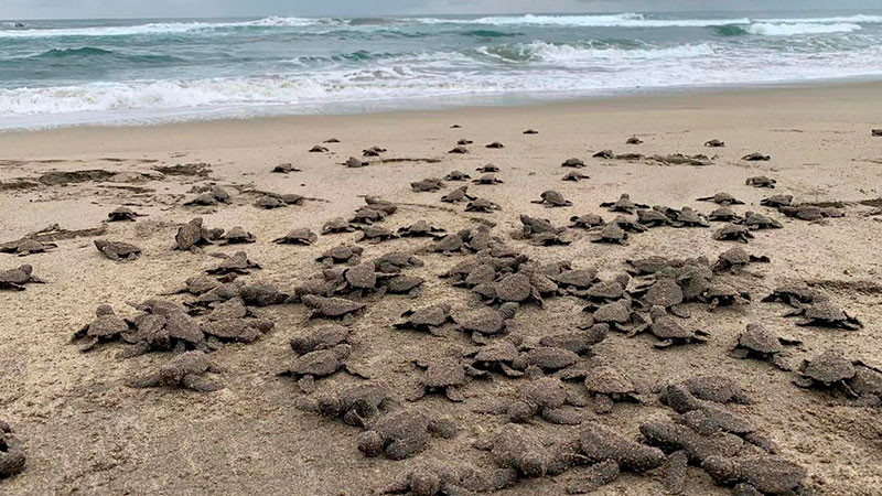 Se liberaron 2.4 millones de crías de tortuga marina en playas de Michoacán 