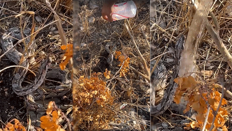 Ante altas temperaturas, jóvenes dan agua a sedienta boa en Yucatán  