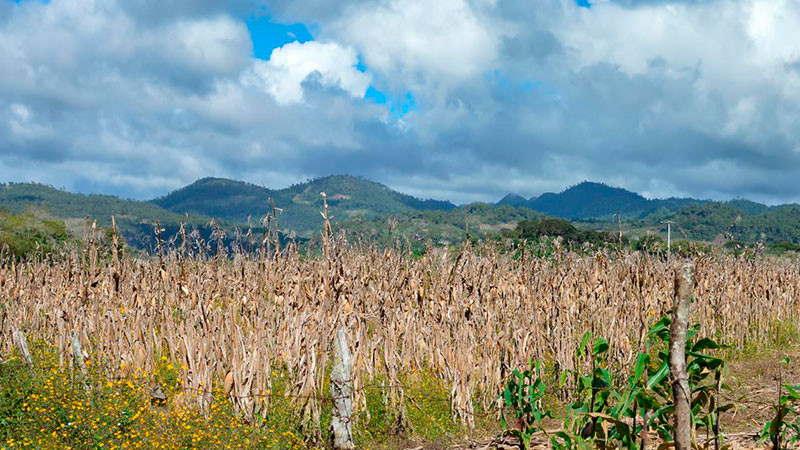 Sequía enciende los focos rojos para la producción de alimentos: UMFFAAC 