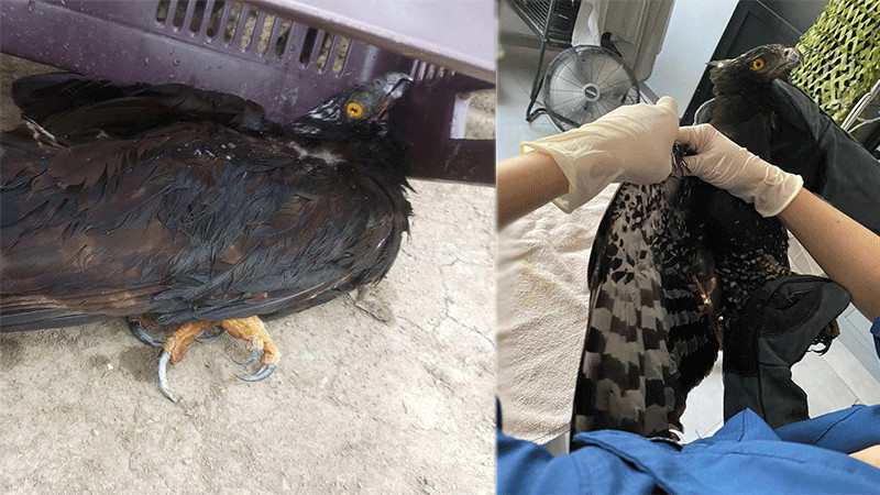 Por altas temperaturas, águila tirana muere en San Luis Potosí 