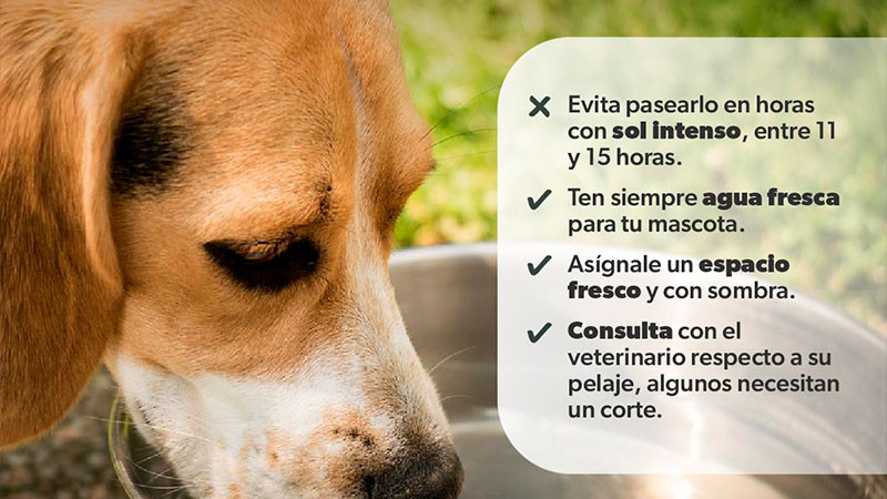 Identifica la deshidratación o golpes de calor en mascotas; la SSM te dice cómo 
