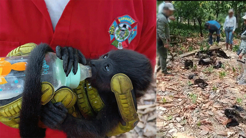 Campeche se suma a los estados con muerte masiva de monos aulladores 
