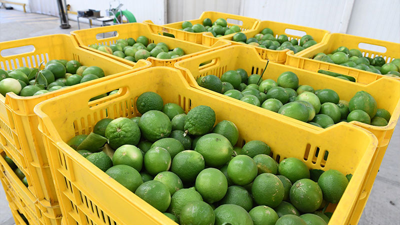 Avanza en Michoacán el Plan de Manejo Agroecológico del Limón 