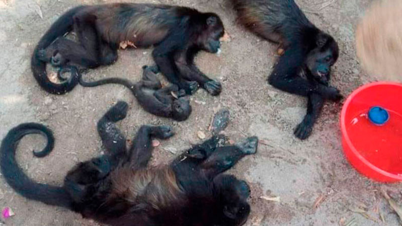 Ahora en Veracruz van 20 monos aulladores muertos por calor extremo 