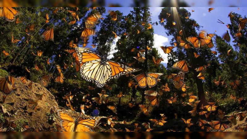 Día Mundial del Medio Ambiente: estas son las 3 migraciones naturales que llegan a Michoacán