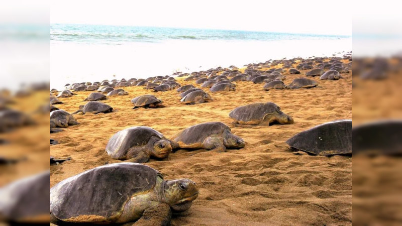 Día Mundial del Medio Ambiente: estas son las 3 migraciones naturales que llegan a Michoacán