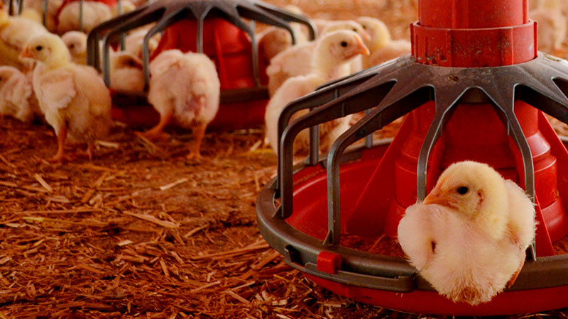 El consumo de pollo y huevo es seguro, afirma Sader tras caso de AH5N2 