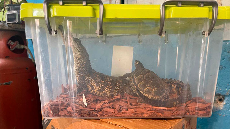 FGR decomisa más de 70 animales exóticos en Xalapa, Veracruz; hay un detenido