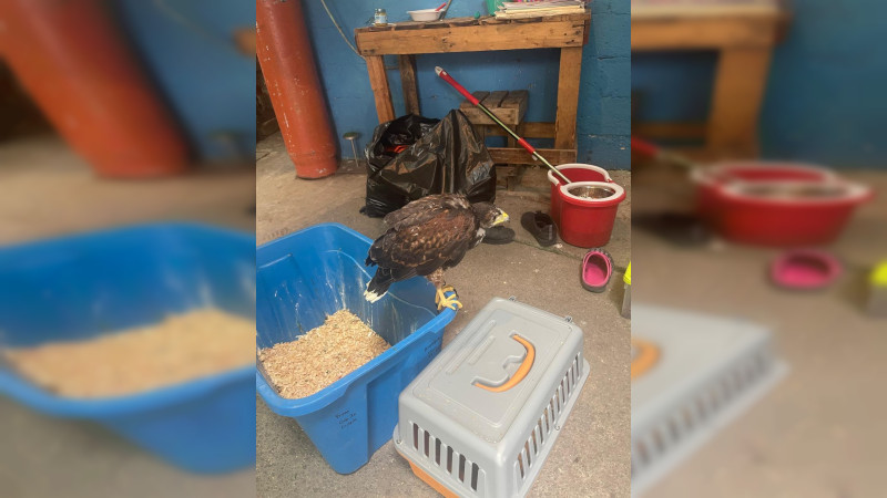 FGR decomisa más de 70 animales exóticos en Xalapa, Veracruz; hay un detenido