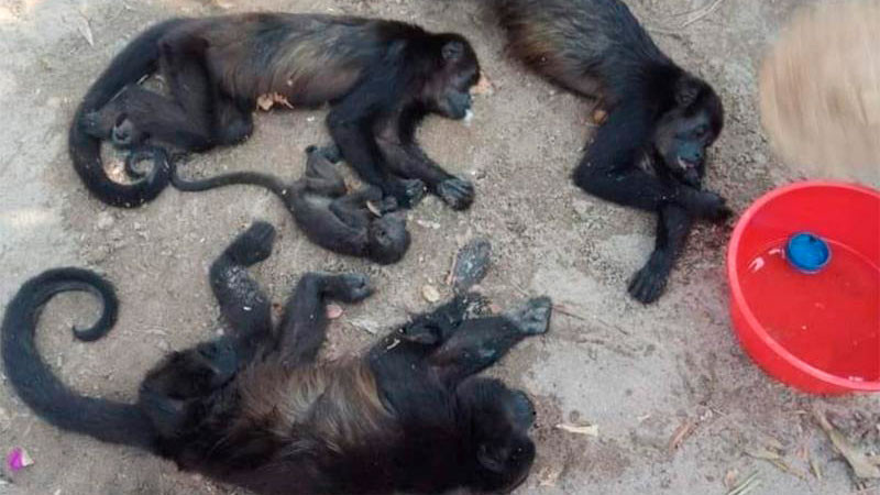 Semarnat informa que muerte de monos saraguatos se ha estabilizado en zonas del sur y sureste del país 