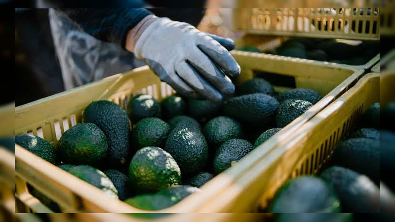 Por retención de inspectores de EEUU a manos de comuneros, habrían suspendido exportación de aguacate de Michoacán