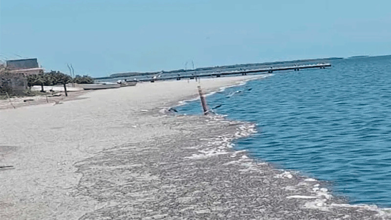 Petróleo llega a playas de Tamaulipas; mata a peces, camarones y almejas