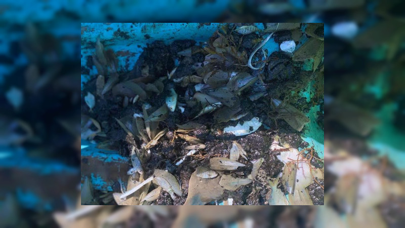 Petróleo llega a playas de Tamaulipas; mata a peces, camarones y almejas