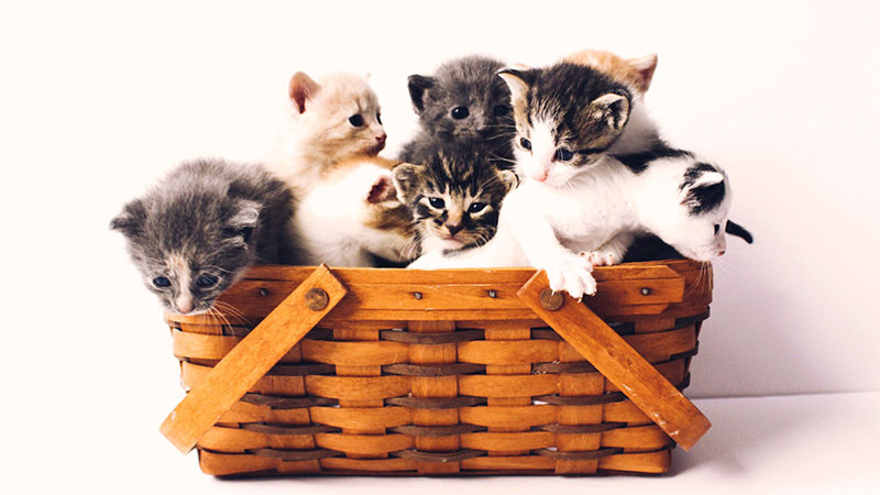 Sector salud vacunará contra la rabia a perros y gatos en colonias de Uruapan, Michoacán  