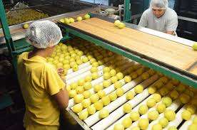 En dos semanas ningún limón amarillo en los centros de acopio y comercialización de Tierra caliente: Hernández Gaona 