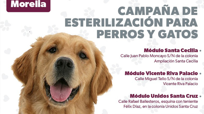 SSM cuenta con 3 módulos de esterilización canina y felina en Morelia 