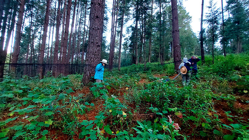 Trabajan programa ambiental para conservar campamento Rancho Viejo 