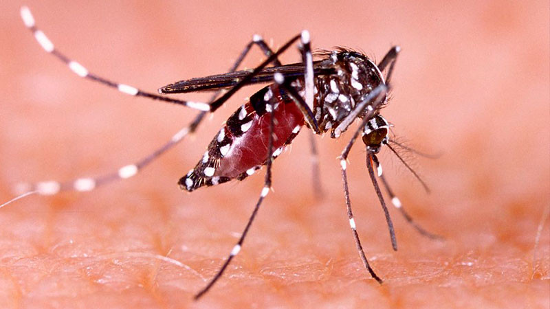 Michoacán acumula 1,143 pacientes con dengue: SSA 