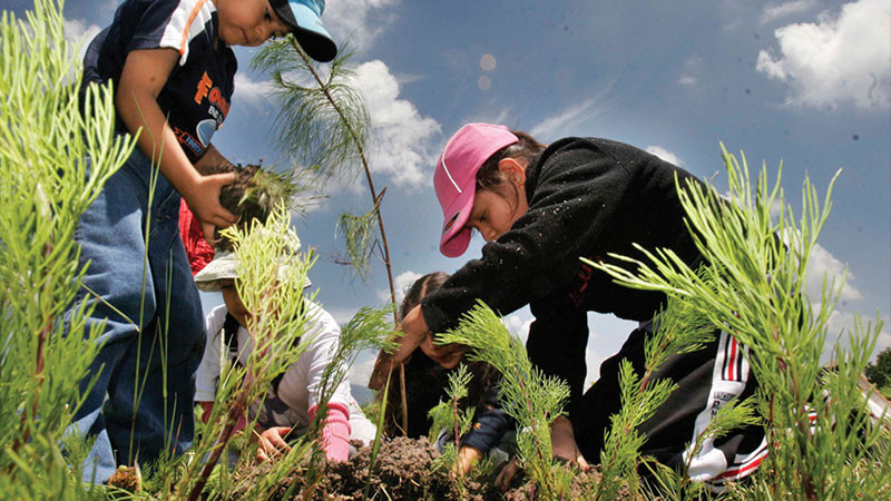 Consejo Supremo Indígena iniciará con reforestación de 1 millón de árboles  