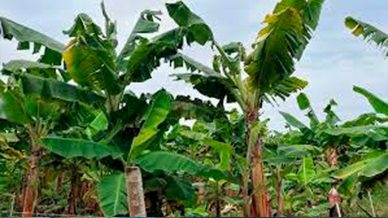 Productores de plátano piden declaratoria de emergencia por lluvias 