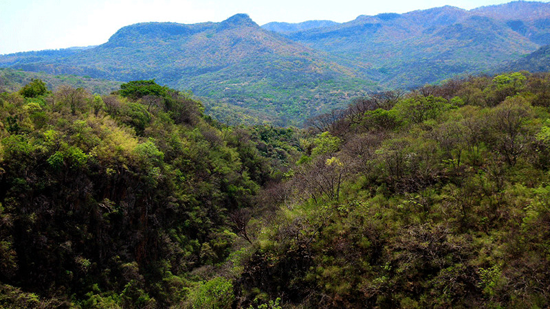 Michoacán protege más de 31 mil hectáreas de bosques tropicales secos