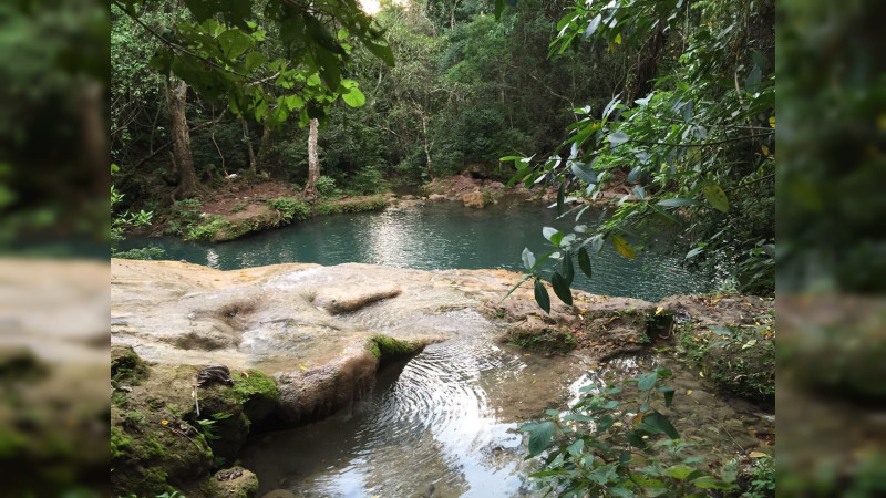Michoacán protege más de 31 mil hectáreas de bosques tropicales secos