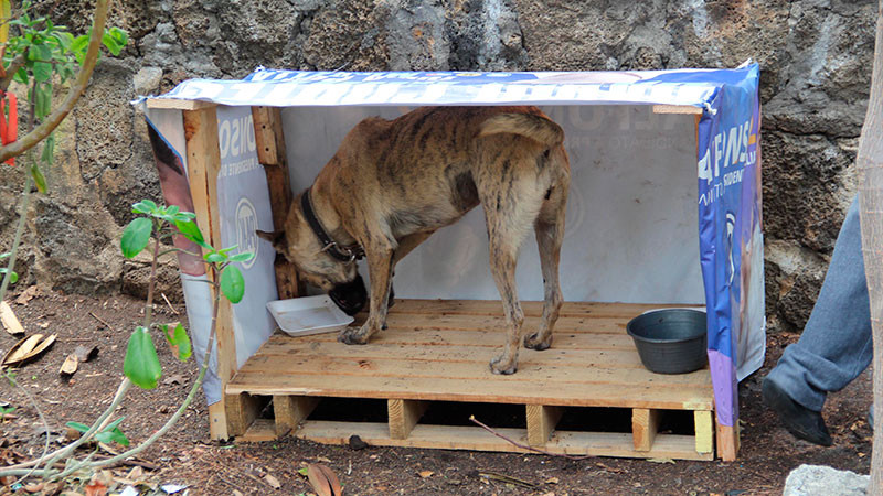 Morelia: Ubican casitas para lomitos y michis de calle 