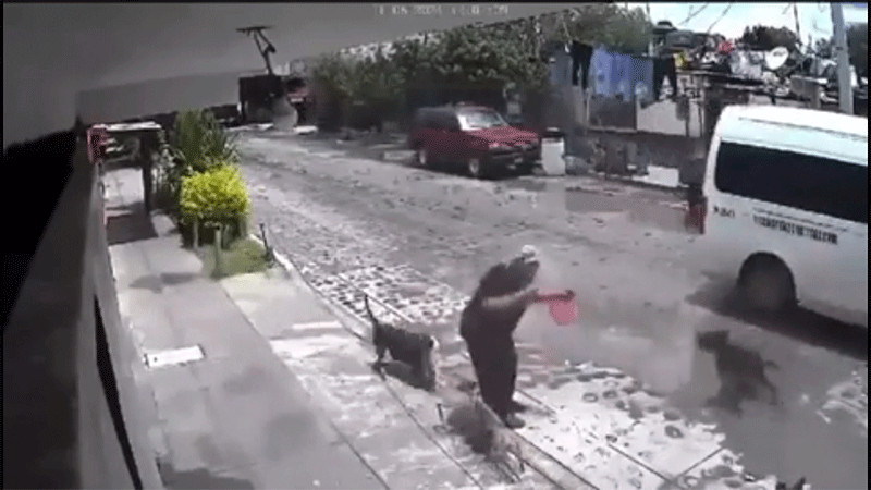 Mujer de la tercera edad es atacada por jauría de perros en Querétaro 