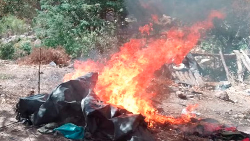 Destruyen 8 plantíos de presuntas sustancias ilícitas, en Chihuahua 